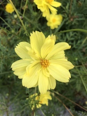 Cosmos sulphureus