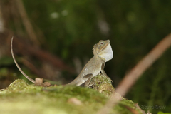 Lophosaurus spinipes