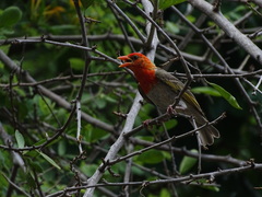 Anaplectes rubriceps rubriceps