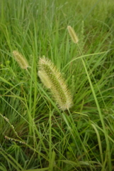 Setaria pallide-fusca