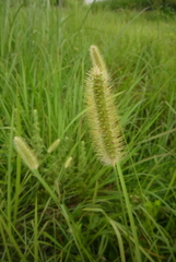 Setaria pallide-fusca