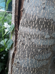 Formicidae
