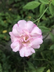 Rosa