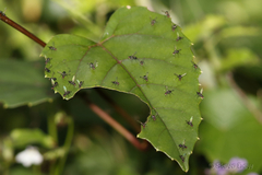 Parapalaeosepsis plebeia