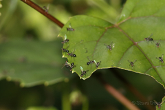Parapalaeosepsis plebeia