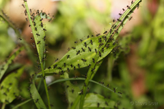 Parapalaeosepsis plebeia