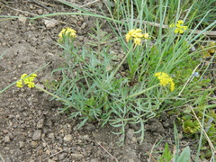 Lomatium rollinsii