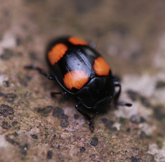 Aulacocheilus doriae