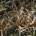 Carex berggrenii - Photo (c) John Barkla, algunos derechos reservados (CC BY), subido por John Barkla