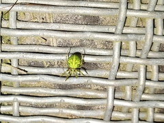 Cryptaranea atrihastula