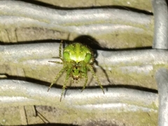 Cryptaranea atrihastula