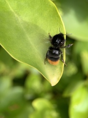 Bombus lapidarius