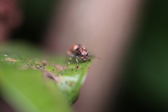 Habrissus