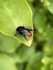 Bombus lapidarius
