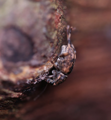 Habrissus omadioides