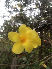 Allamanda cathartica