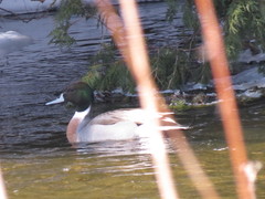 Anas platyrhynchos × acuta