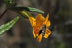 Acmaeodera hepburnii