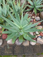 Aloe