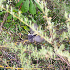 Parus major