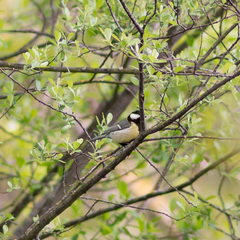 Parus major