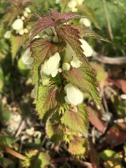 Lamium album