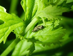 Agrilus lecontei