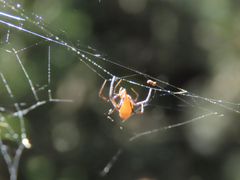 Argyrodes miniaceus