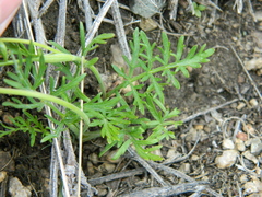 Lomatium rollinsii