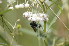 Xylocopa bombylans