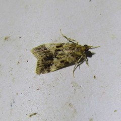 Eudonia characta