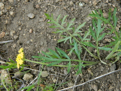 Lomatium rollinsii