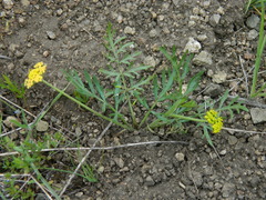 Lomatium rollinsii