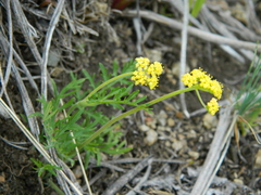 Lomatium rollinsii