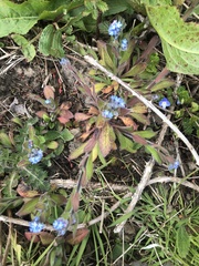 Myosotis