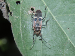 Physopelta gutta gutta