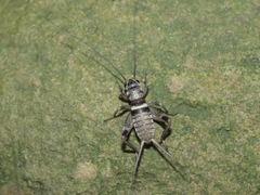 Teleogryllus mitratus
