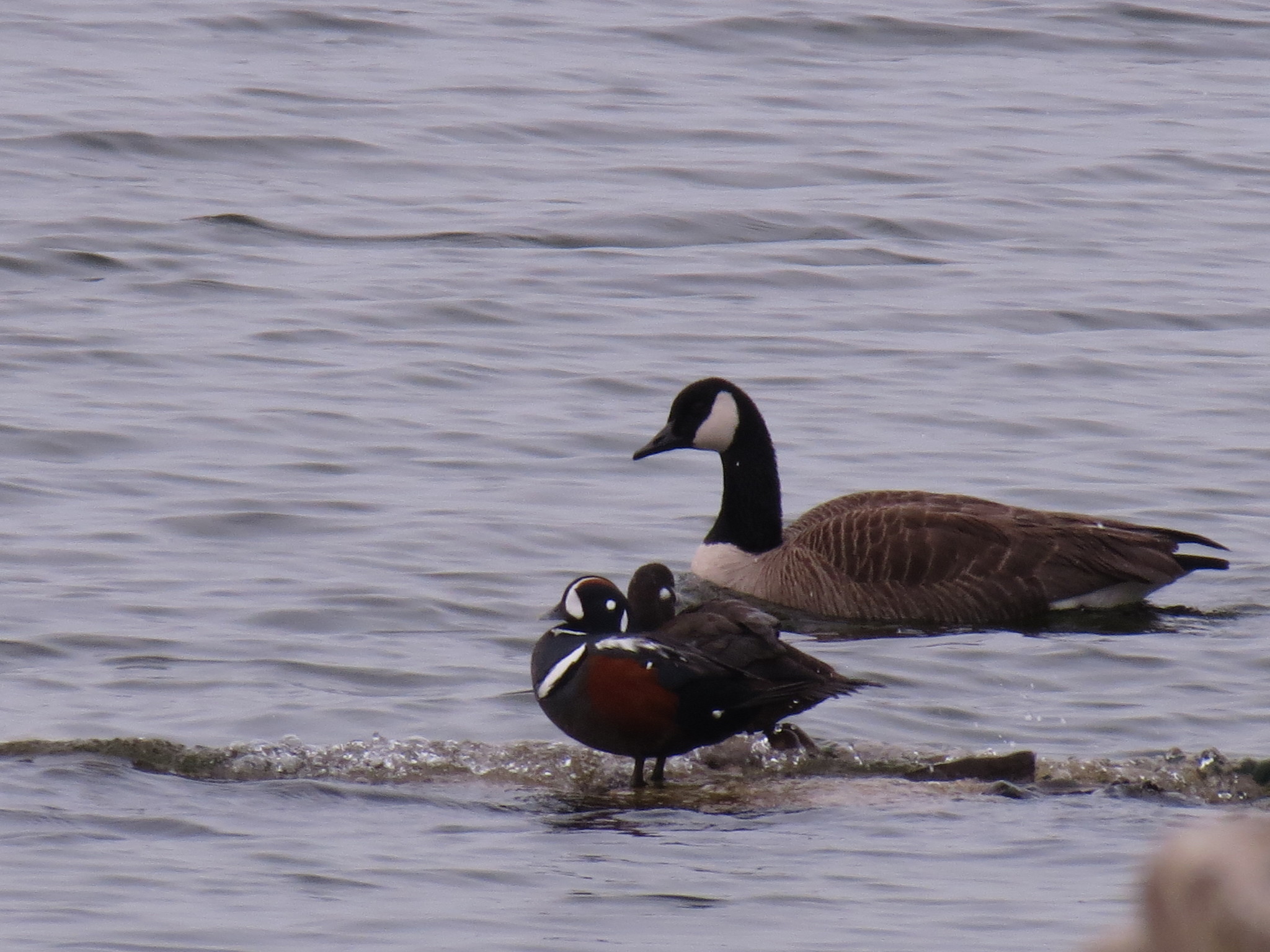 Harlequin Duck