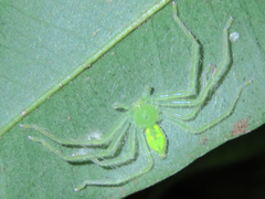 Gnathopalystes taiwanensis