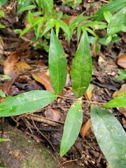 Heteropterys laurifolia