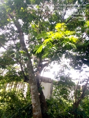 Fabaceae