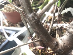Magnoliopsida
