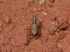 Cylindera