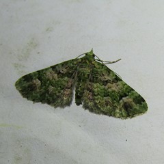 Pasiphila semochlora