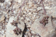 Lomatium fusiformis