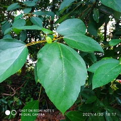 Ficus grossularioides