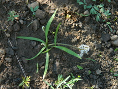 Lomatium linearifolium