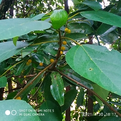 Ficus grossularioides