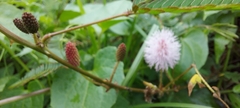 Mimosa pudica