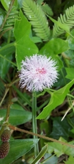 Mimosa pudica